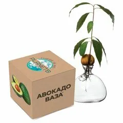 Ваза для выращивания дерева из косточки авокадо
